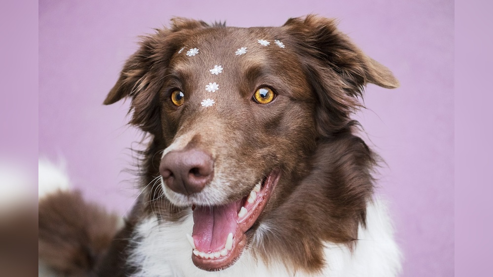 Blue Buffalo Vs Pure Balance